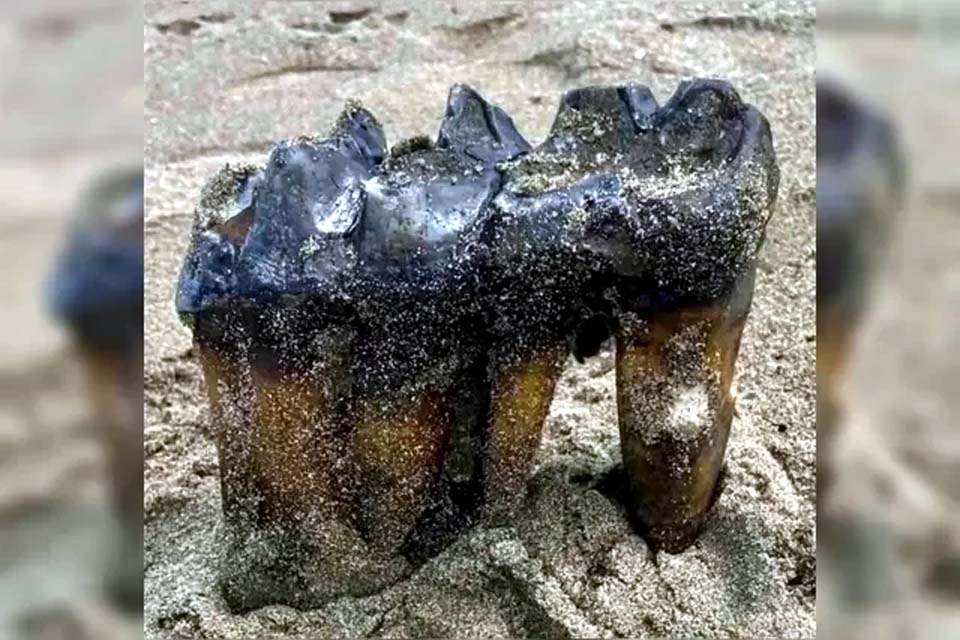 Mulher encontra dente de mastodonte de 1 milhão de anos em praia nos Estados Unidos 