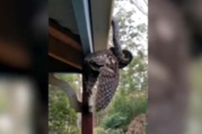Cobra é flagrada devorando pássaro na varanda de casa