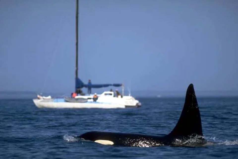 Portugal proíbe barcos com turistas de se aproximarem de orcas