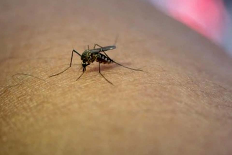 População do município precisa ficar alerta contra o mosquito Aedes aegypti