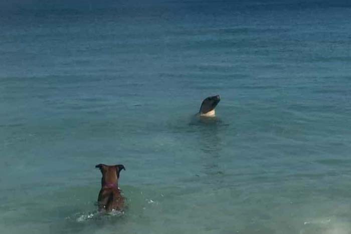 Leão-Marinho e cachorro brincam juntos no mar 