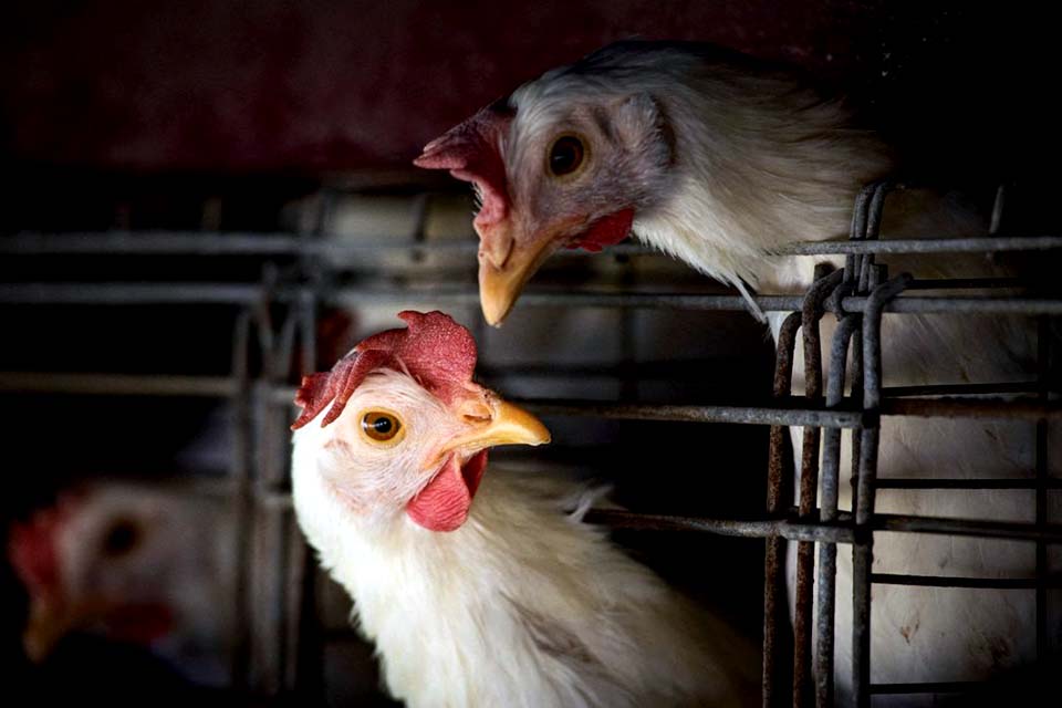 Ministério da Agricultura declara estado de emergência zoossanitária devido à gripe aviária