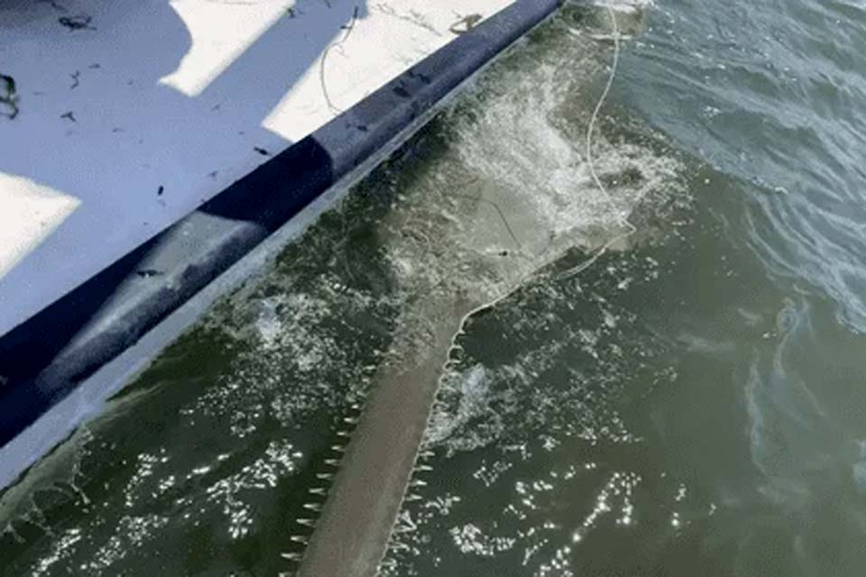 Considerado raro, peixe-serra de 4 metros é visto na costa dos Estados Unidos