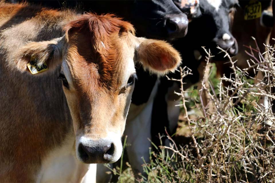 Irlanda pode abater 200 mil vacas para combater as mudanças climáticas