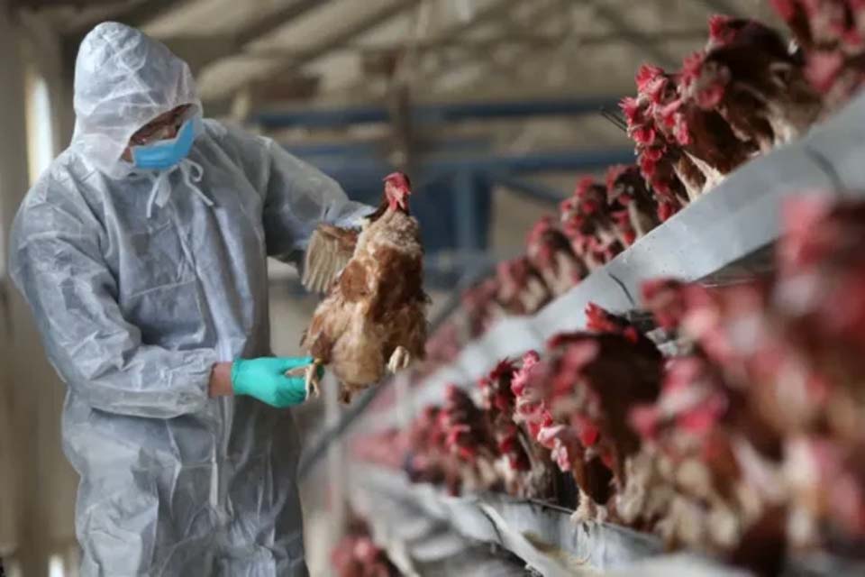 Gripe aviária: OMS quer rede mundial e alerta para 