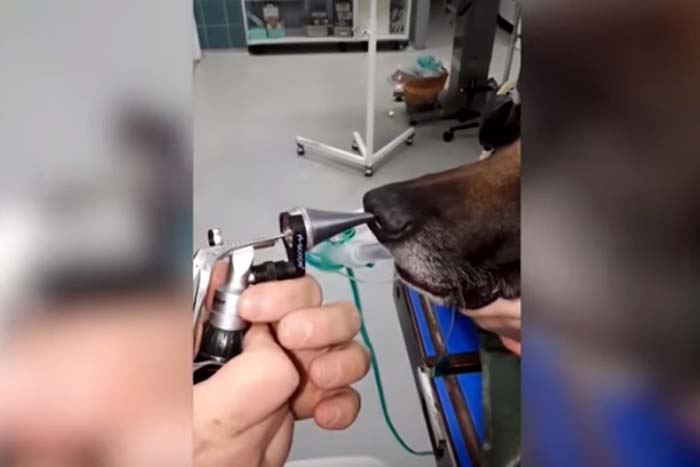 Veterinário remove graveto do focinho de cachorro 
