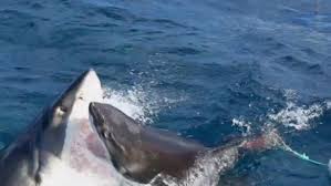 Cinegrafista flagra briga violentamente  entre tubarões 