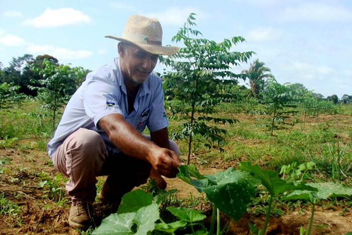 Rondônia Rural Show: Opção de plantio de floresta na agricultura familiar será demonstrado