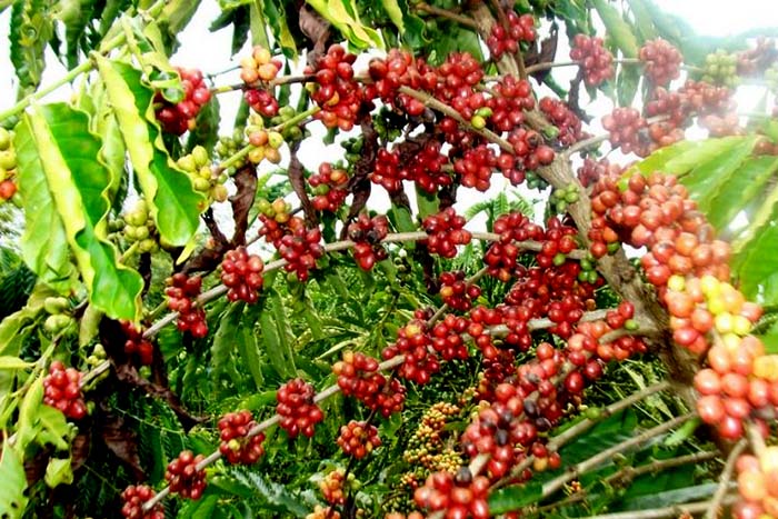 Produção de café, inhame e outras culturas serão incentivadas na 6ª Rondônia Rural Show
