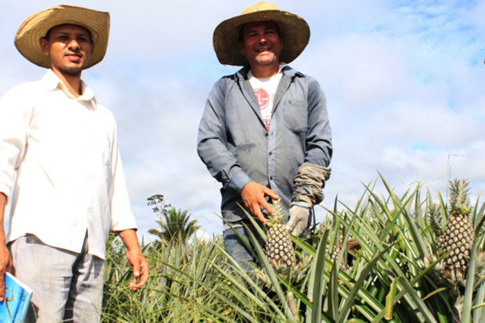 Produtor se destaca com cultivo de abacaxi em oito hectares