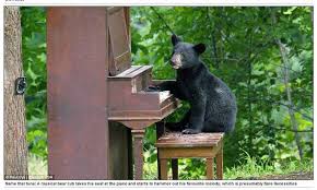 Câmera de segurança flagra urso 'tocando' piano em casa nos EUA