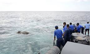 Elefante é  encontrado no mar a 12 km da praia no Sri Lanka