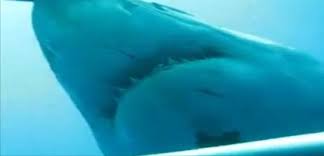 Mergulhador vê tubarão branco e se desespera