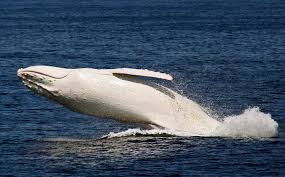 Rara baleia jubarte albina volta a aparecer na Austrália