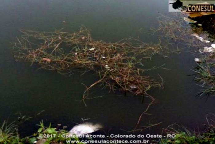 Cartão-postal do Cone Sul, lago poluído provoca morte de peixes e preocupa coloradenses 