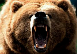 Urso furioso persegue veículo no Alasca