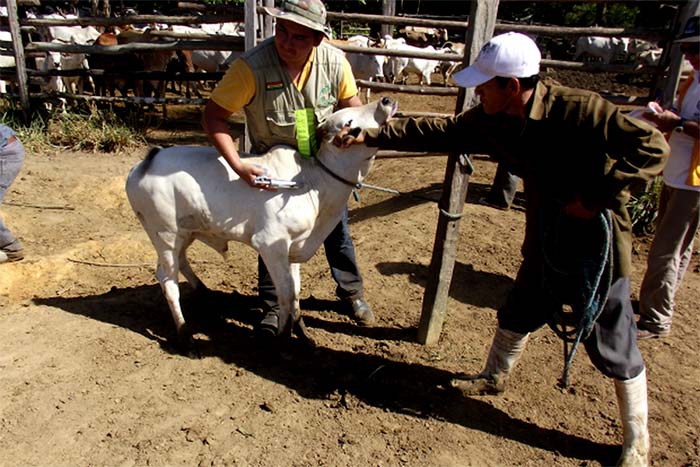 Produtores declaram vacinação contra a aftosa em 45% do gado 
