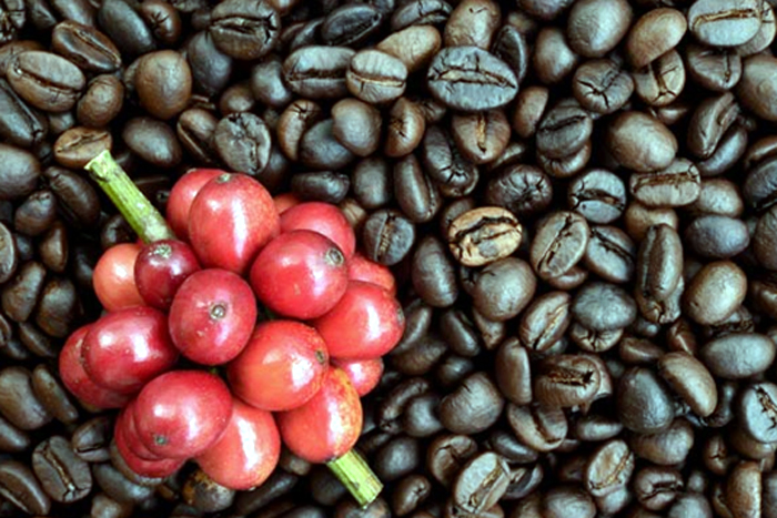 O café cai no Brasil e cresce em Rondônia