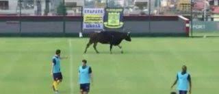 Vaca e cachorro invadem gramado e assustam jogadores na Bulgária