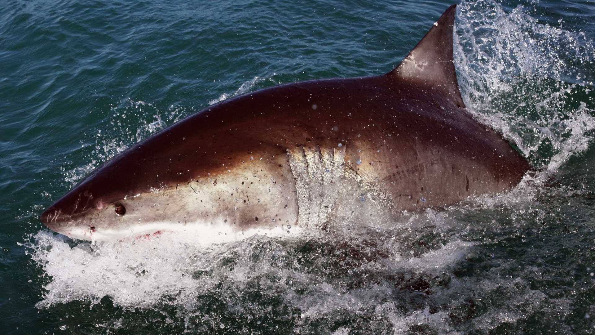 Tubarão é flagrado perto turistas em Búzios