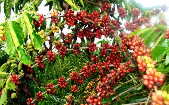 Rondônia mais que dobrou produção de café nos últimos cinco anos