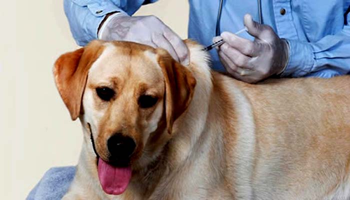 Prefeitura realiza campanha de vacinação em cães e gatos neste sábado (21)