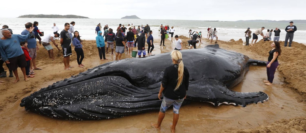 Baleia encalhada em praia de Búzios é resgatada