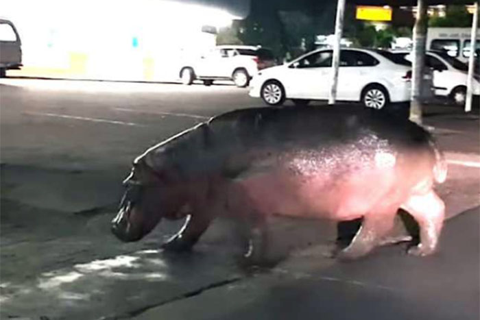 África do Sul- Hipopótamo é flagrado entrando em posto de gasolina 
