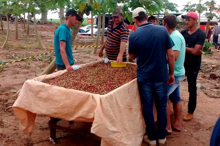Agricultores buscam tecnologia para resgate da cafeicultura 