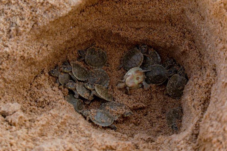 Sedam acompanha preparativos para soltura de tartarugas das praias do Vale do Guaporé