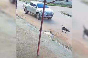 Motorista atropela e mata cachorro em Porto Velho; população busca identificar autor do crime